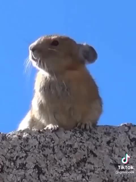 Prairie Dog Freddie Belts it Out