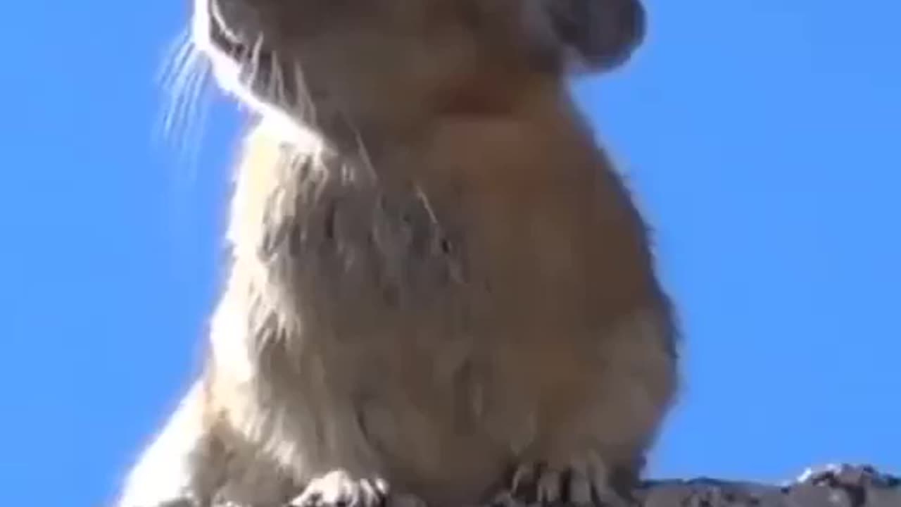 Prairie Dog Freddie Belts it Out