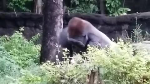 🦍 Funny | Gorilla's Surprising After-Hours Antics | FunFM