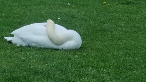 Two Mute Swans In Great Britain.