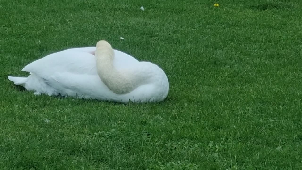 Two Mute Swans In Great Britain.