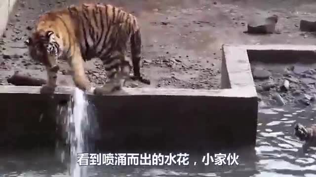 happy tiger