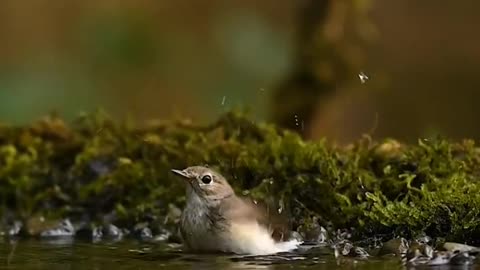 Wildlife |& Funs