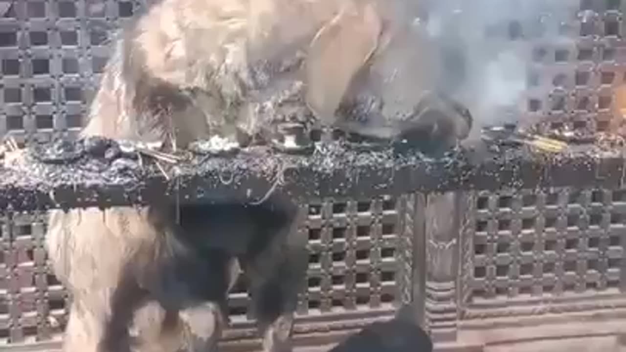 Goat Loves Incense