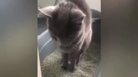 Cute animal cat and dog funny video