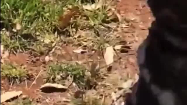 Two-legged chameleon