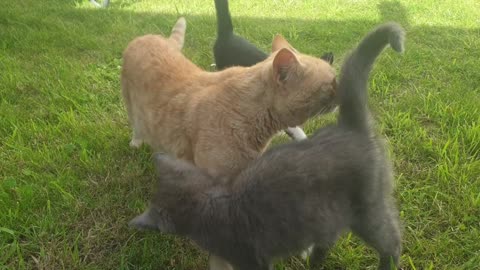 Little Kittens roaming in the grass