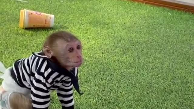 funny baby monkey jumping arround