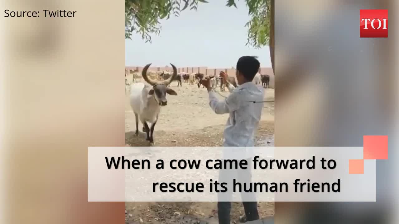 When a cow came forward to rescue its human friend ꕤ