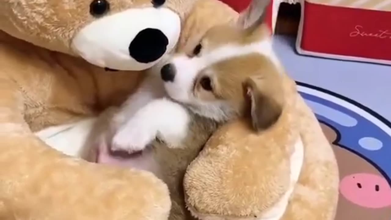 Cute lil puppy playing with teddy, cute moments, can't stop watching