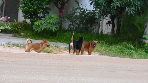 Stranded Dogs Fight! #scary