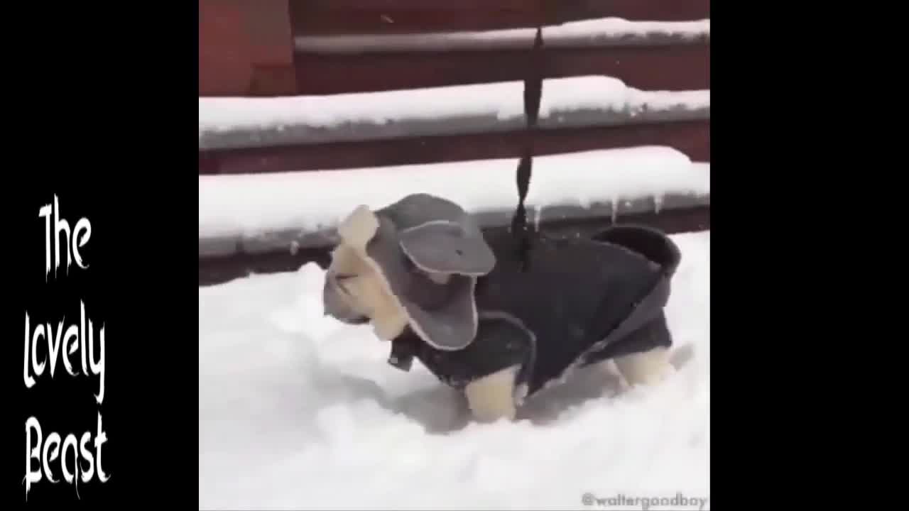 Puppy doing Funny Sh*t 🤣😂