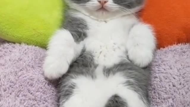 A sitting cat is the ideal embodiment of peace.