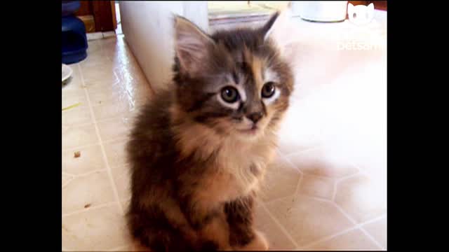 Cute kitten falls asleep sitting up
