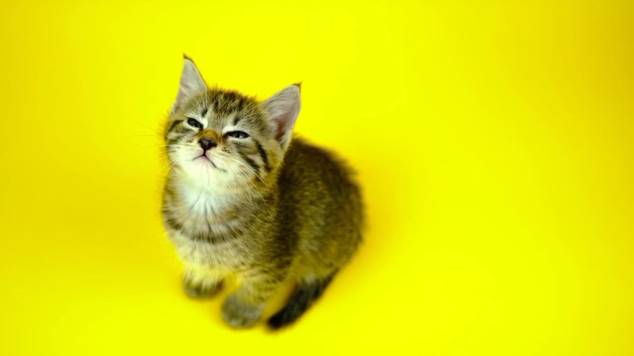 Cute Cat Kitten