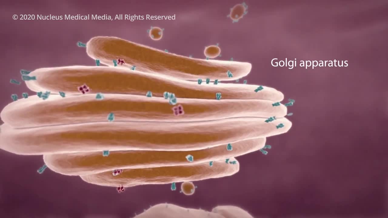 COVID-19 Animation: what happens if you get corona virus.