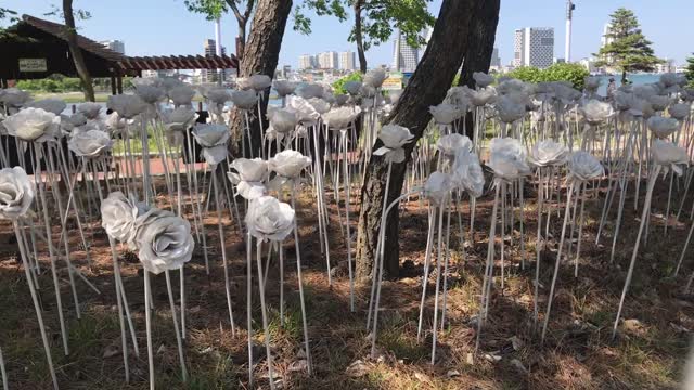 Have you ever seen a white rose?