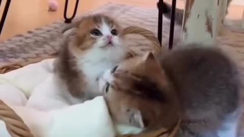 Funny Cat videos