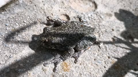 Gray Treefrog