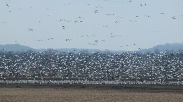 Snow Geese Migration - Realization