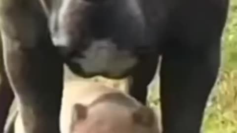 Pitbull status