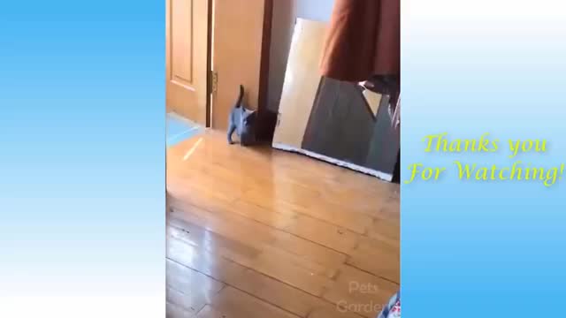 Funny cats