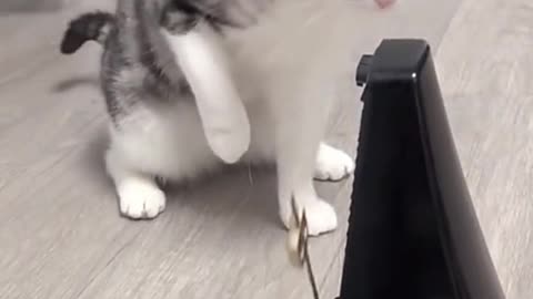 Short video funny cat.