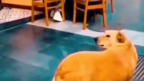 Funny Animals 2024 - Funniest Cats and Dogs video