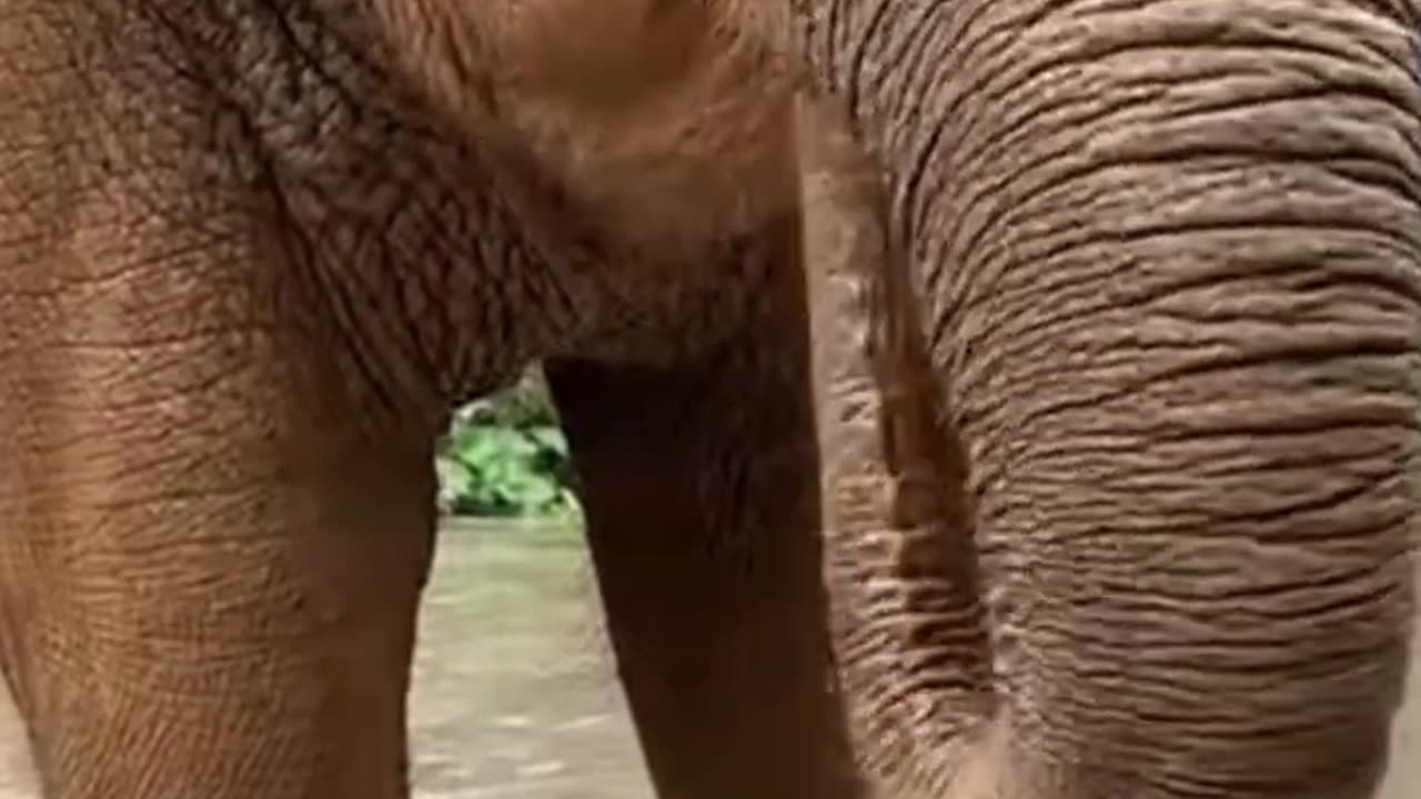 Can elephant eat apples?