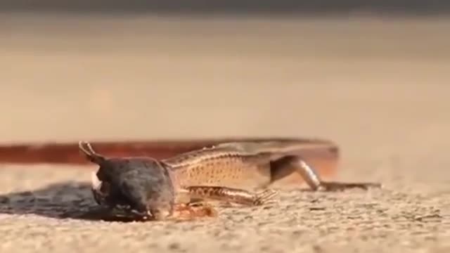 You and almost everyone knows that ants are strong
