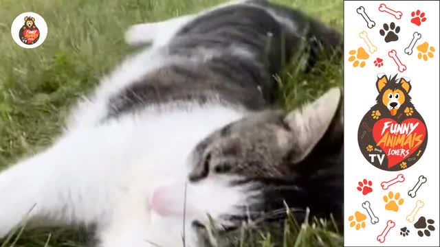 Dogs And Cats Compilation Videos Funny Animals Loverstv FAL35