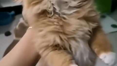 Viral cat