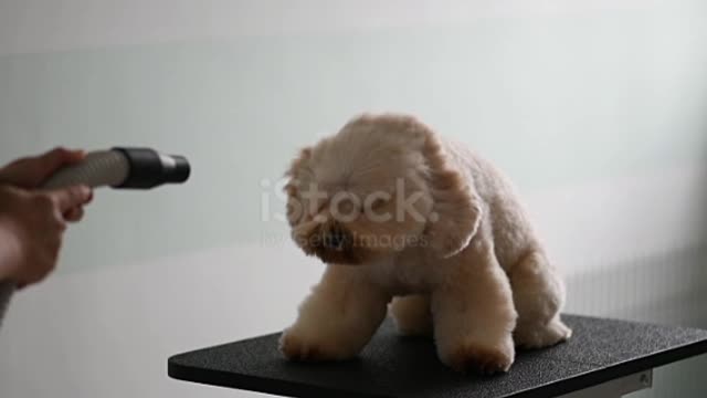 Asian chinese female pet groomer with apron grooming a brown color toy poodle dog❤️