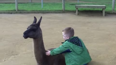 Lama spits in the face of a child