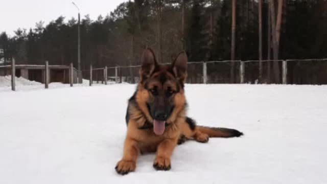 German Shepherd Delays Intruder With Shooting