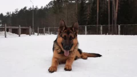 German Shepherd Delays Intruder With Shooting