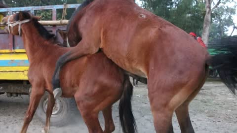 best wide horse rolling stones #horseracig 😍 #shortvideo #villagemarketbd #horsevideo #villagelife