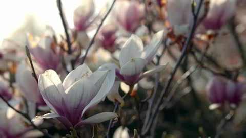 flower video