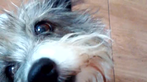 Jujubinha cachorro 🐶 selvagem.