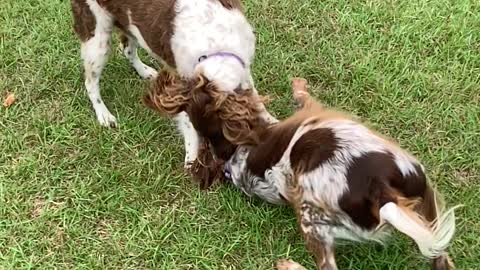 Doggie Smackdown with Rio and Remi