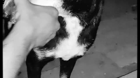 Loving Over - Loving A Stray Dog | Play at 2x