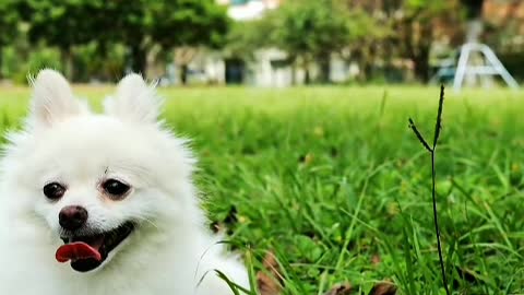 Do you really love puppies or does every puppy want to be patted on the head