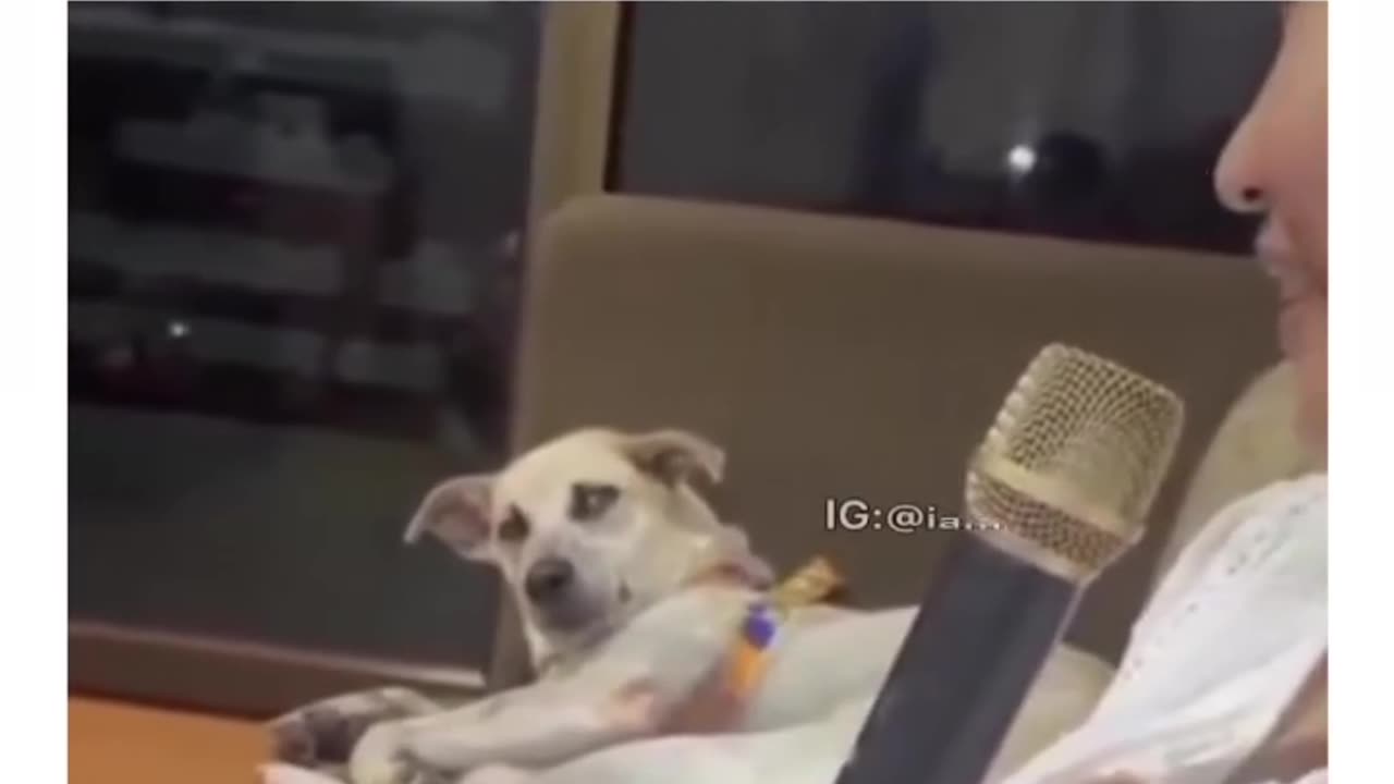 Doggone Funny: Canine Capers and Comedy Gold