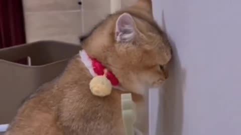 When a cat failed to jump--Best funny cat video