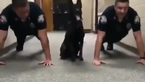 Dog in Traing center