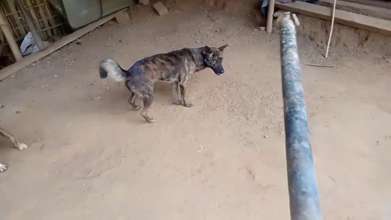 Slaughter Of Dogs by Chinese Man