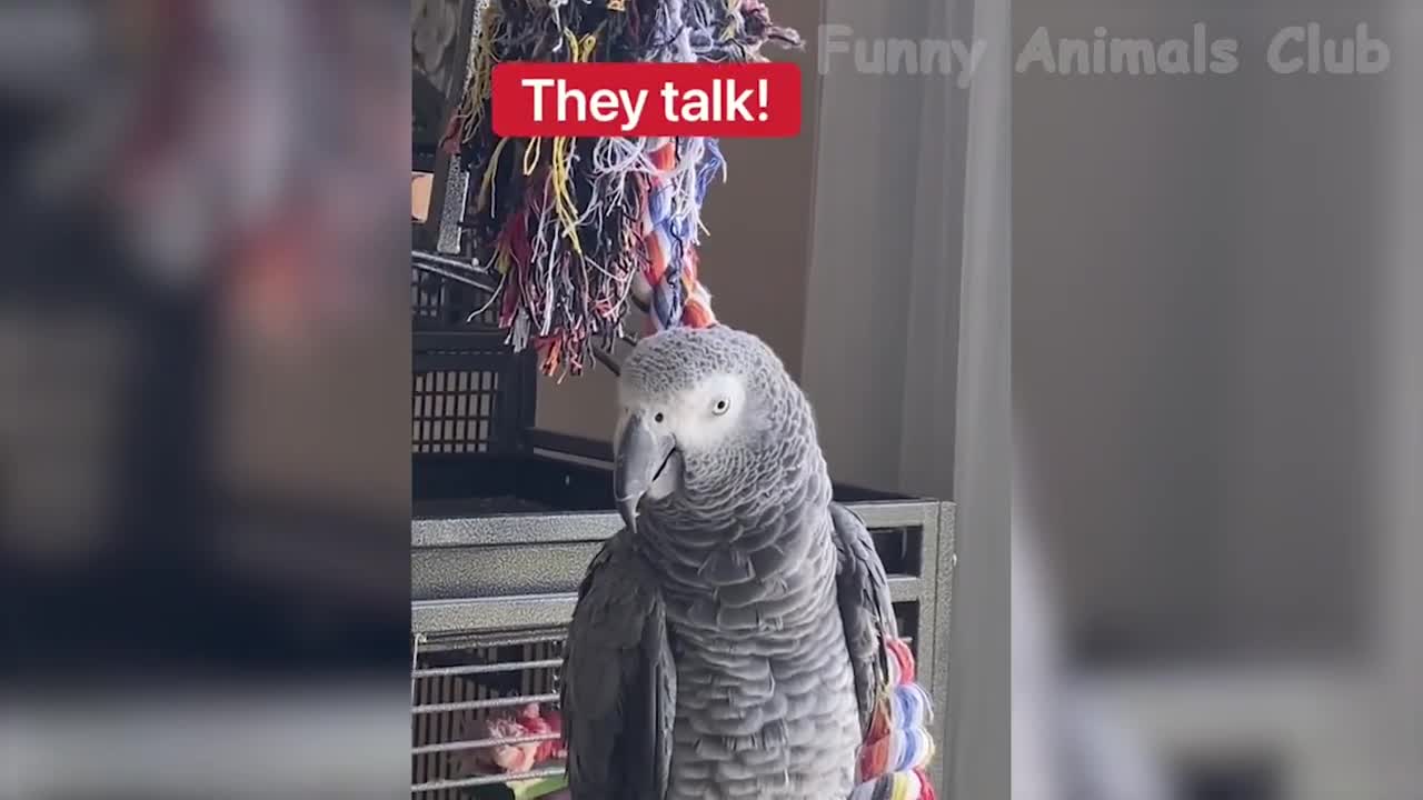 Funny Animal Videos 2022 π - Funniest Cats And Dogs Videos πΊπ #19