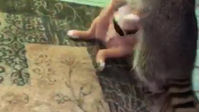 Puppy plays with raccoon