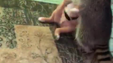 Puppy plays with raccoon