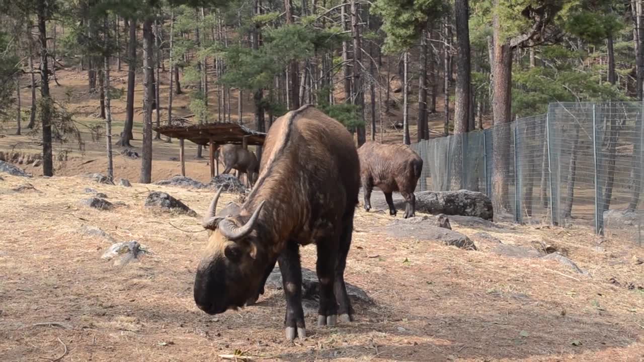 Yelha Bhutan Tours & Travels Bhutan National Animal